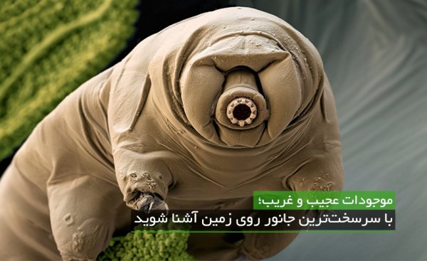 موجودات عجیب و غریب؛ با سرسخت‌ترین جانور روی زمین آشنا شوید